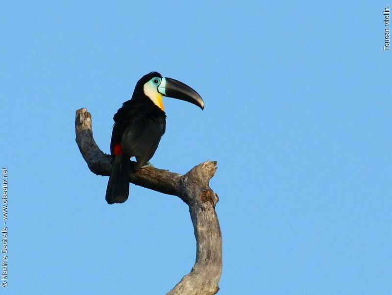 Channel-billed Toucan male adult