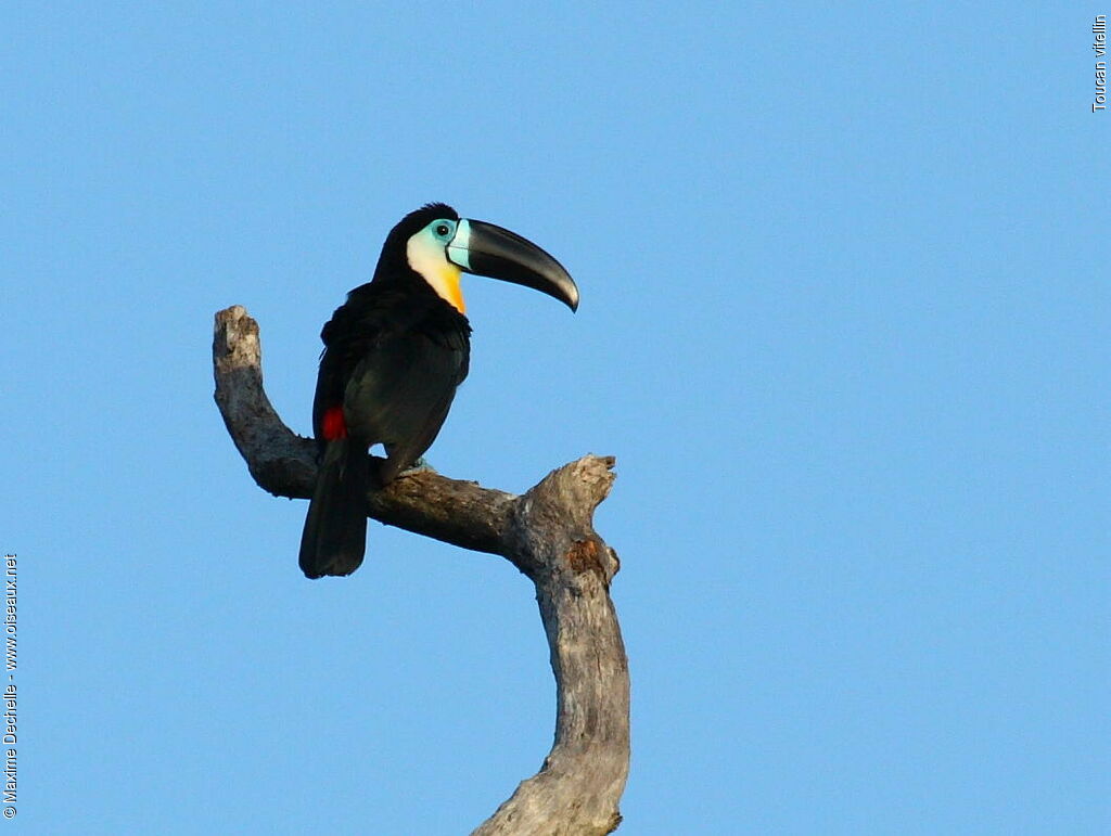 Toucan vitellin mâle adulte