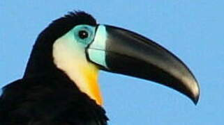 Channel-billed Toucan