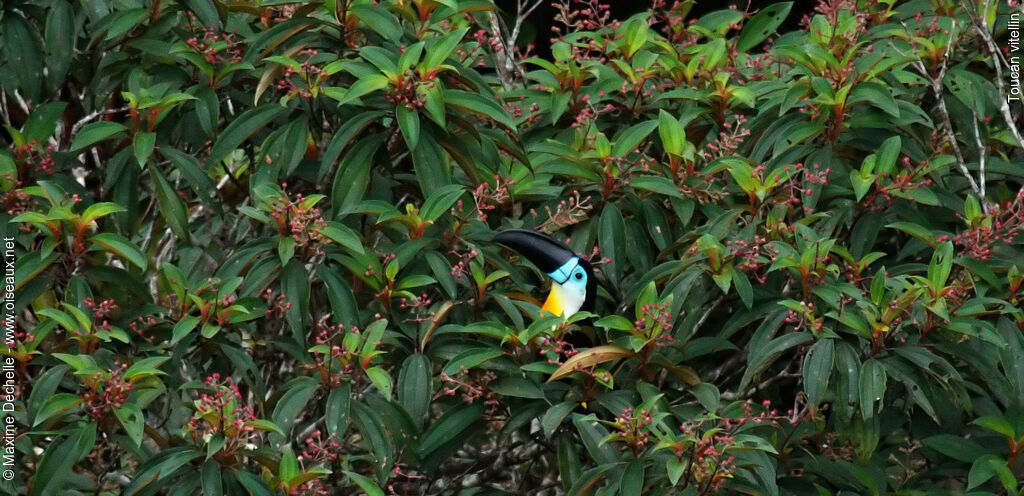 Channel-billed Toucan, identification, feeding habits