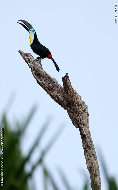 Channel-billed Toucan male adult, identification, song