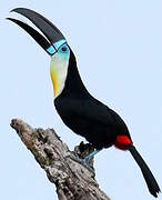 Channel-billed Toucan