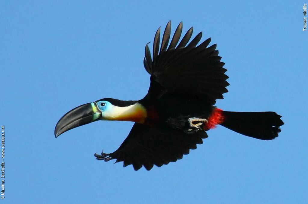 Channel-billed Toucanimmature, Flight