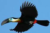 Toucan vitellin