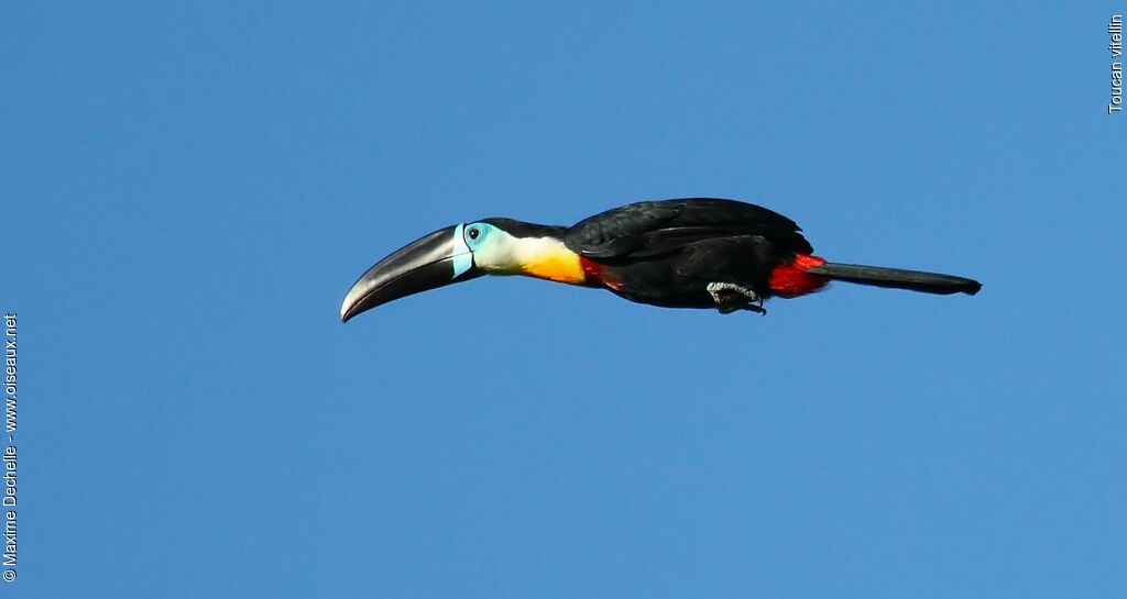 Channel-billed Toucan male adult, Flight