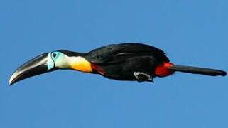 Toucan vitellin