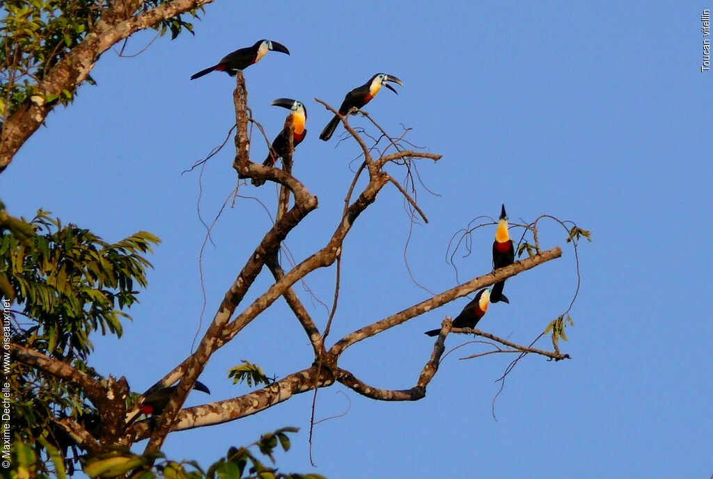 Channel-billed Toucan, Behaviour