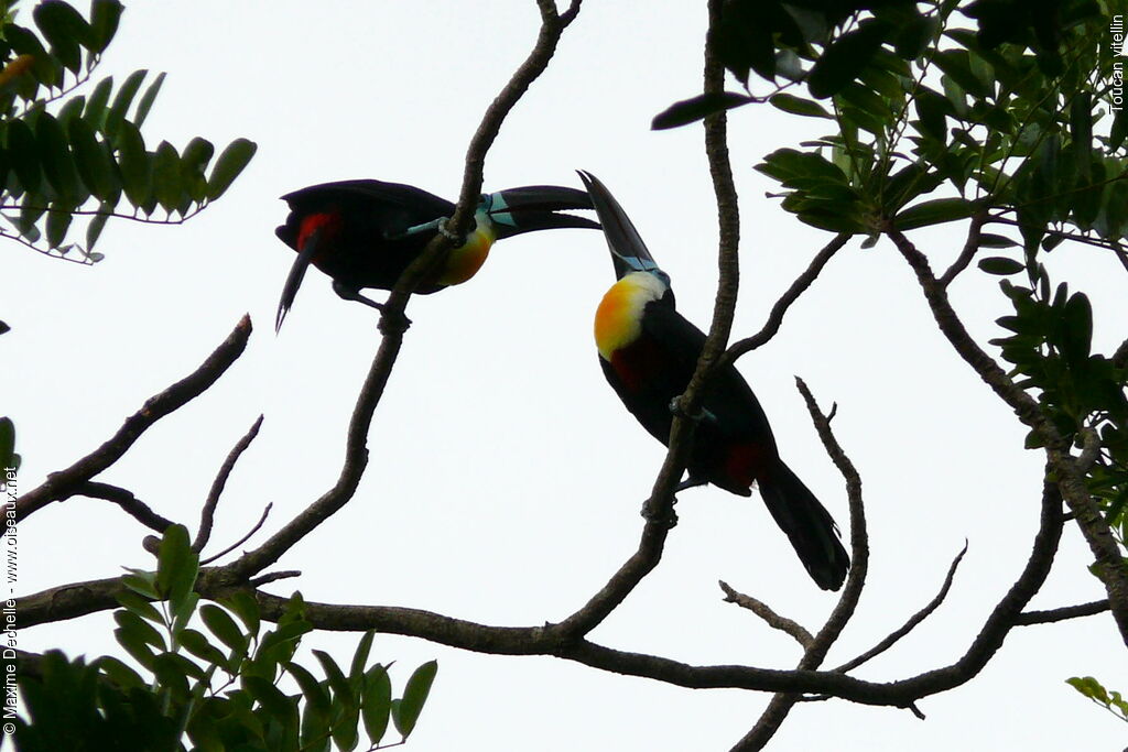 Channel-billed Toucan adult, Behaviour