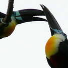 Toucan vitellin