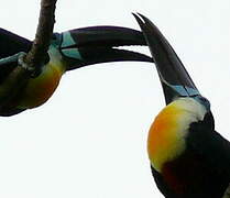 Channel-billed Toucan