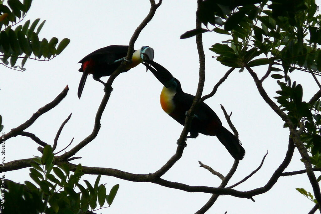 Toucan vitellin adulte, Comportement