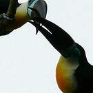 Toucan vitellin