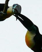 Channel-billed Toucan