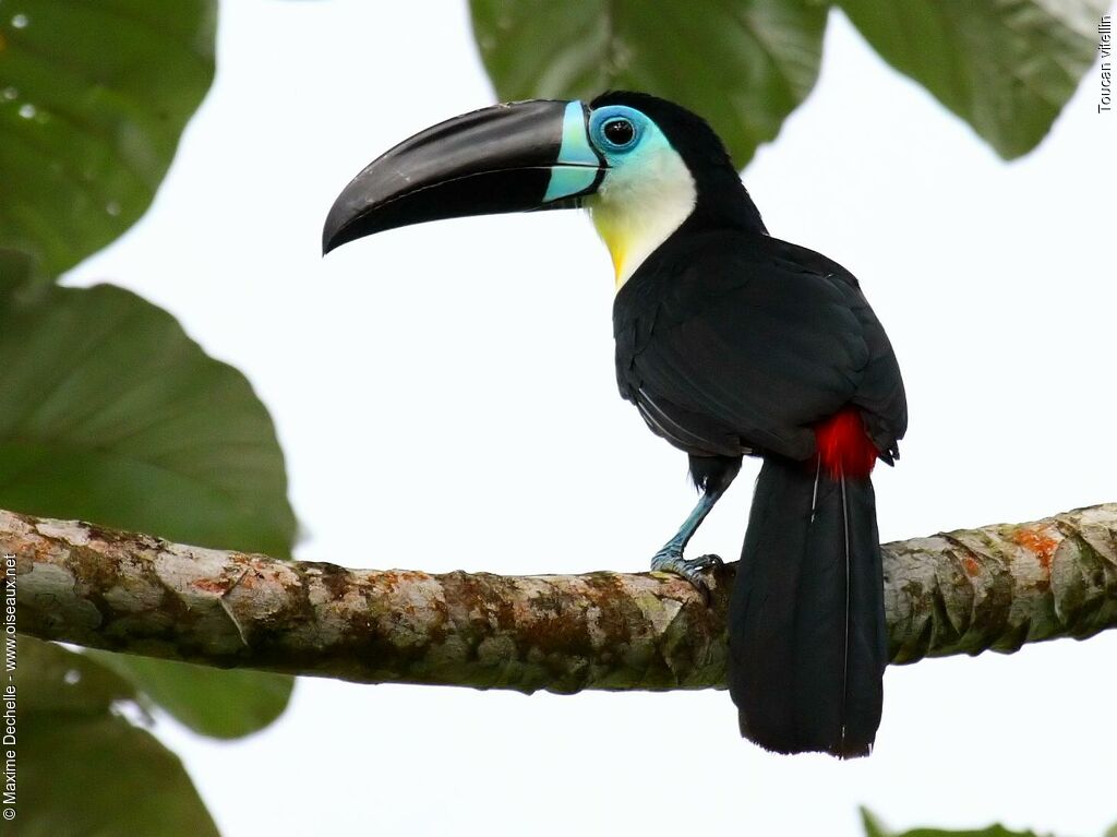 Channel-billed Toucan female adult, identification