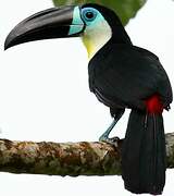 Channel-billed Toucan