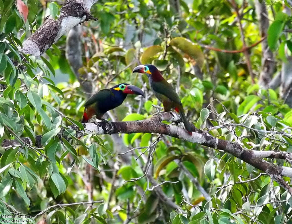 Toucanet koulikadulte, habitat