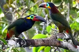 Guianan Toucanet