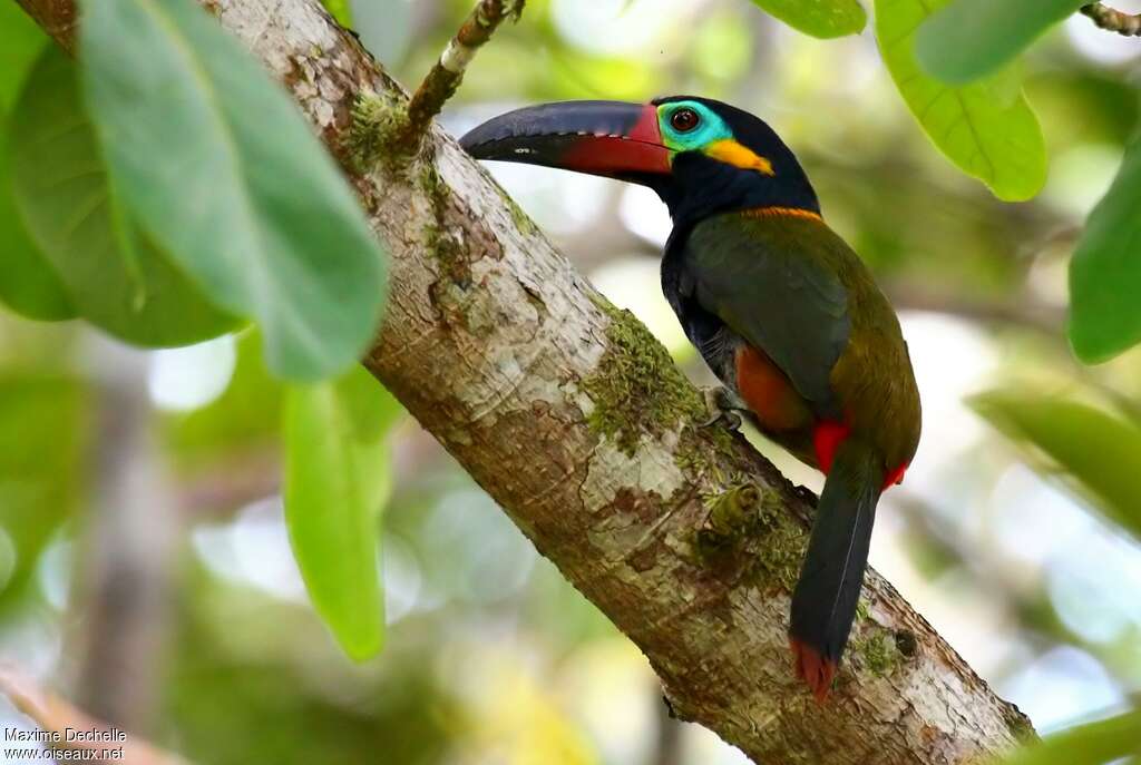 Toucanet koulik mâle adulte, identification