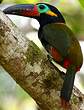 Toucanet koulik