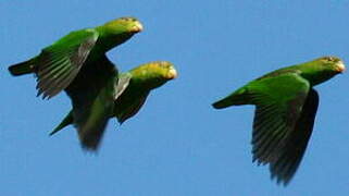 Sapphire-rumped Parrotlet