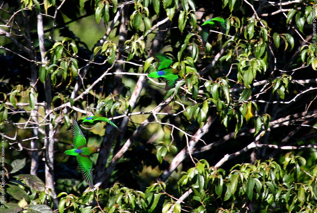 Sapphire-rumped Parrotlet, Flight