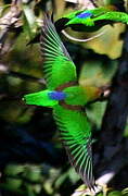 Sapphire-rumped Parrotlet