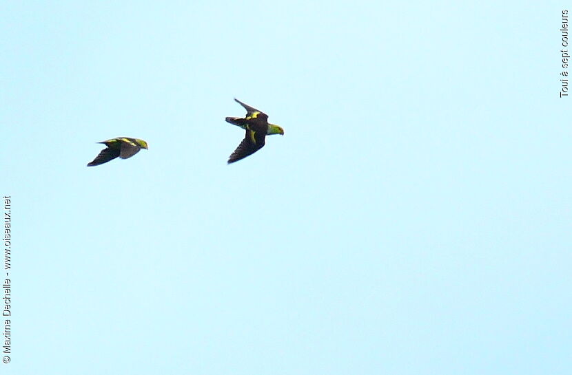 Lilac-tailed Parrotlet, Flight