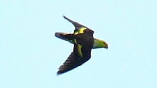 Lilac-tailed Parrotlet