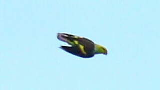 Lilac-tailed Parrotlet