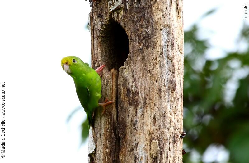 Green-rumped Parrotlet female adult, Behaviour