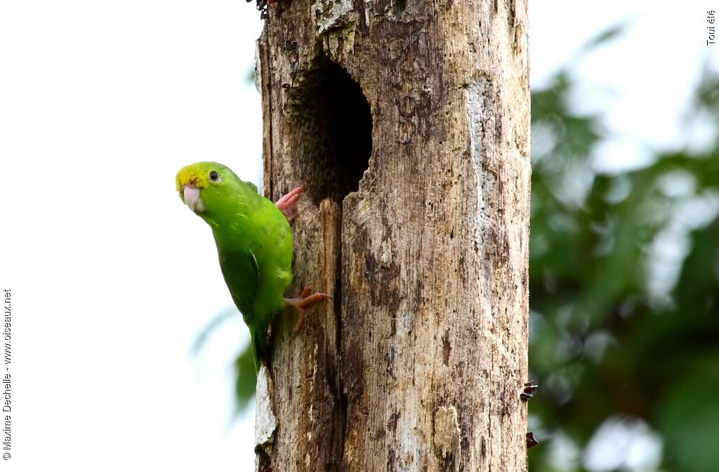 Green-rumped Parrotlet female adult, Behaviour