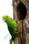 Green-rumped Parrotlet