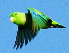 Green-rumped Parrotlet