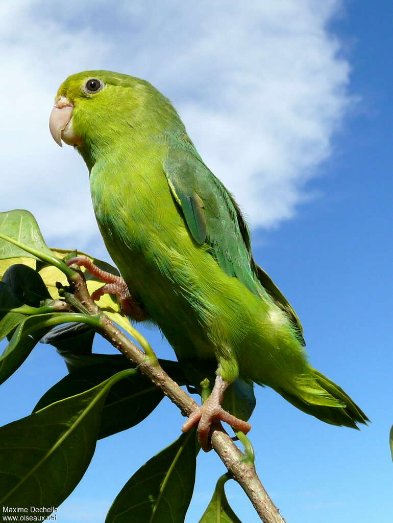 Green-rumped Parrotlet female adult