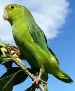 Green-rumped Parrotlet