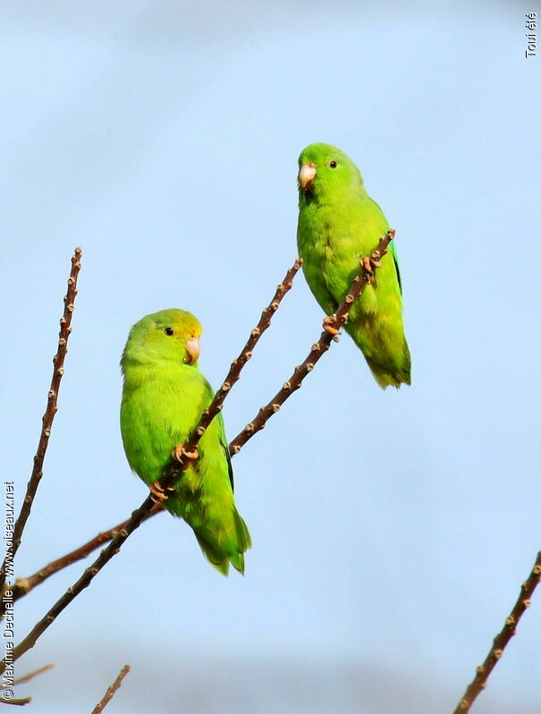 Green-rumped Parrotlet adult