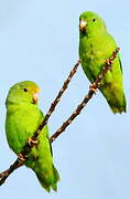 Green-rumped Parrotlet