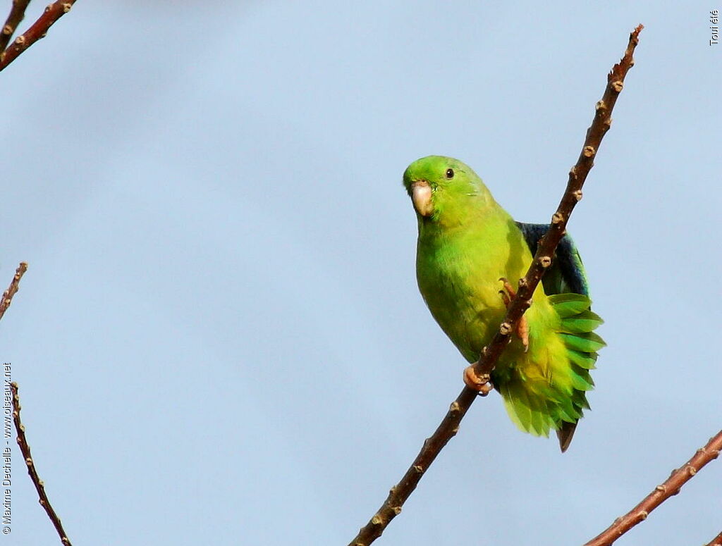 Green-rumped Parrotlet male adult