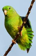 Green-rumped Parrotlet