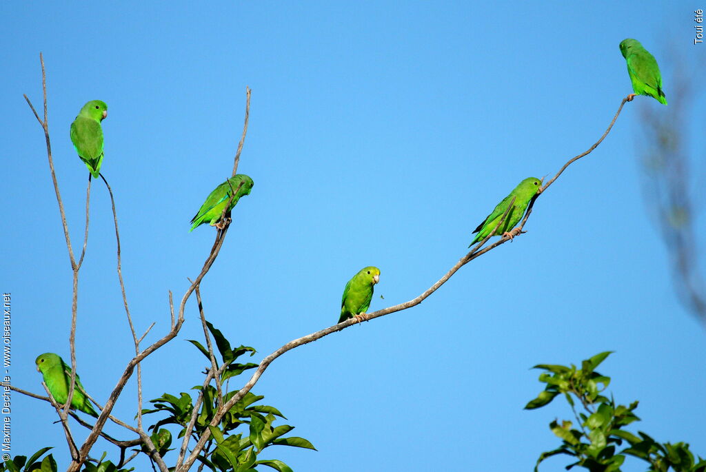 Green-rumped Parrotlet