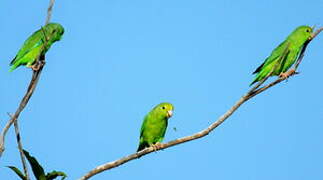 Green-rumped Parrotlet