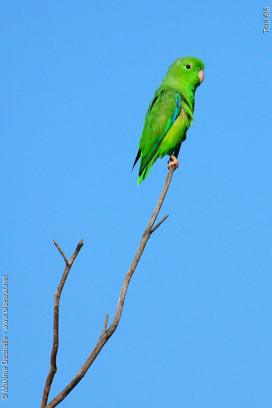 Green-rumped Parrotlet male adult, identification