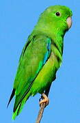 Green-rumped Parrotlet