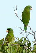 Golden-winged Parakeet