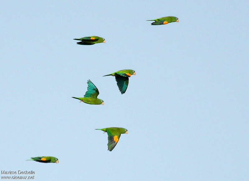 Golden-winged Parakeet, pigmentation, Flight