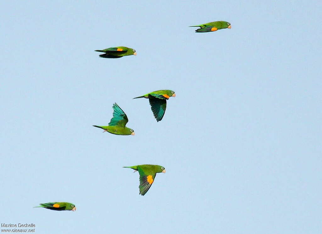 Golden-winged Parakeet, pigmentation, Flight