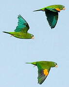 Golden-winged Parakeet