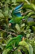 Golden-winged Parakeet