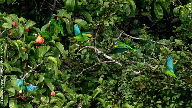 Golden-winged Parakeet, identification, Flight, feeding habits, Behaviour