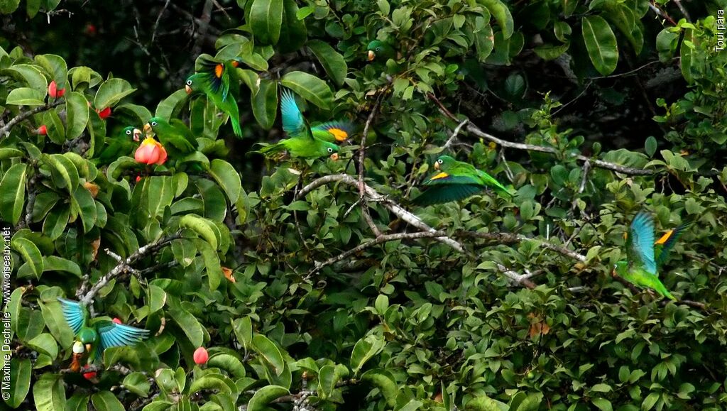 Golden-winged Parakeet, identification, Flight, feeding habits, Behaviour